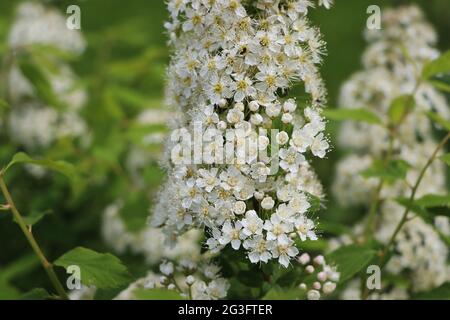 White flowering shrub background. Spiraea bush of the soft white flowers under the spring sun Stock Photo
