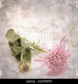 square stylish old textured paper background with Mountain scabious, Pterocephalus dumetorus Stock Photo