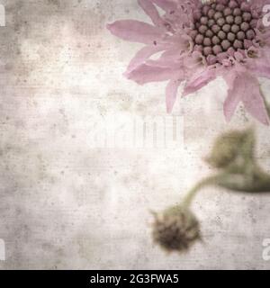 square stylish old textured paper background with Mountain scabious, Pterocephalus dumetorus Stock Photo