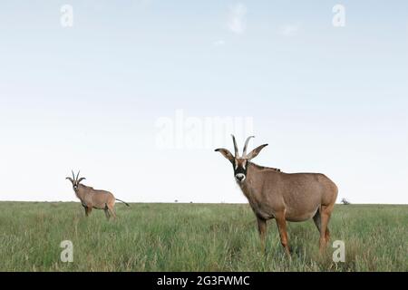 Roan (Hippotragus equinus), Mokala national park, Northern Cape, South Africa Stock Photo