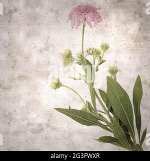 square stylish old textured paper background with Mountain scabious, Pterocephalus dumetorus Stock Photo