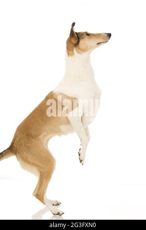American Collie shorthair Stock Photo