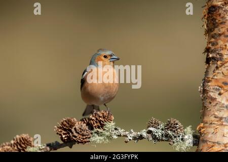 Chaffinch male perched on a branch with pine cones and lichen close up, in Scotland in the spring Stock Photo