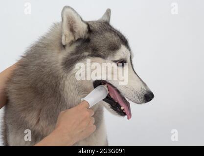 Cleaning the dogs tooth with dental finger wipes, help reduce plaque and freshen breath. Pet health care concept Stock Photo