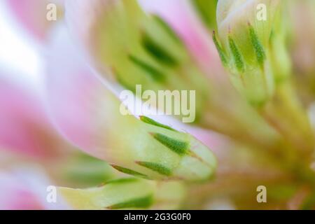 Extreme close-up of the Alsike Clover or Trifolium hybridum Stock Photo