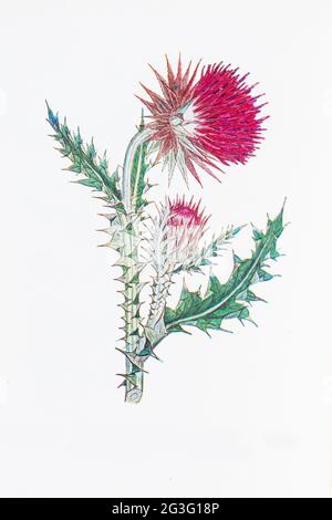 Photograph of a vintage botanical musk thistle plant illustration Stock Photo