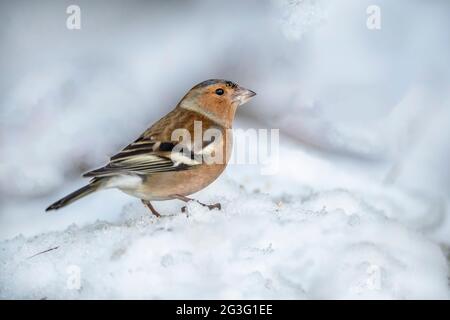 Chaffinch male standing in the snow, close up, in Scotland in the winter time Stock Photo