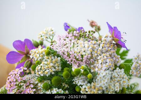 Meadow medical herbs - Chamomile and Achillea. Alternative medicine herbal grass Stock Photo