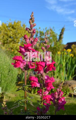 Snapdragon flower, also known as Antirrhinum, pop of colour in a Springtime garden, UK Stock Photo