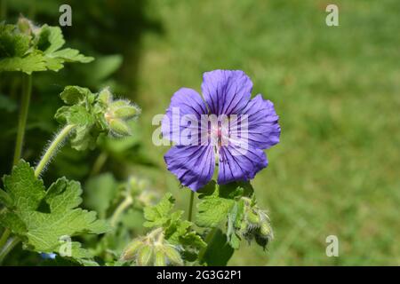 Hardy geranium also known as Cranesbill, plant detail showing purple flower, buds and leaves Stock Photo