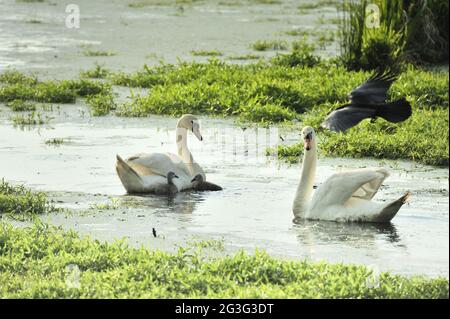 Whooper swan (Cygnus cygnus) Family.Whooper swan Stock Photo