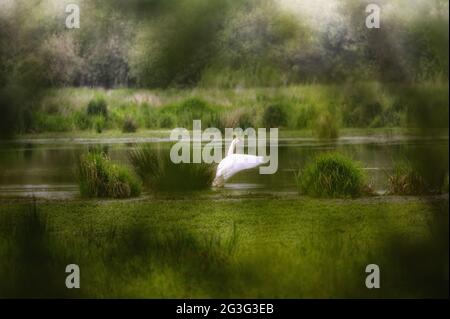 Whooper Swan (Cygnus cygnus).bird habitat at Steinhude Meer. Stock Photo