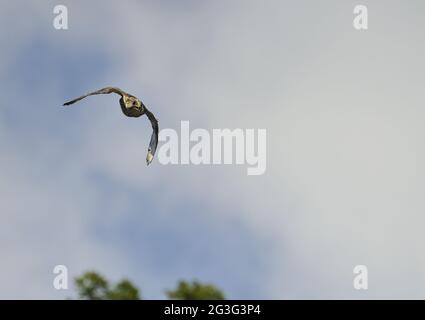 Hunting with peregrine falcon Stock Photo