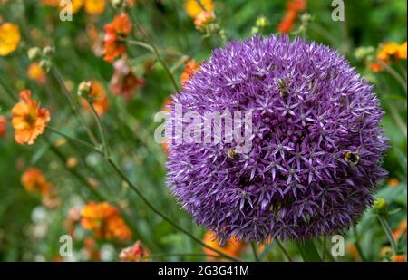 Allium giganteum flower heads, also called a giant onion Allium. The flowers bloom in the early summer and make an architectural statement. Stock Photo