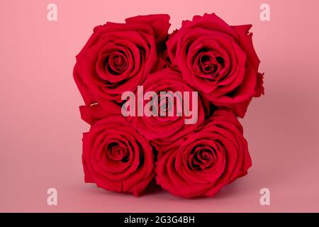 Rote infinity Rosen auf dem pinken Hintergrund Stock Photo