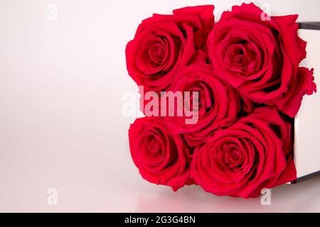 Rote infinity Rosen auf dem weißen Hintergrund Stock Photo