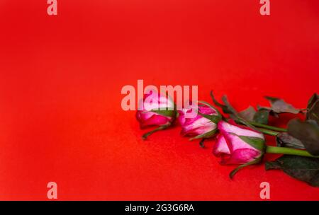 Three Fresh Pink Roses Over red Background. Stock Photo