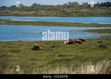 Den Helder, the Netherlands. June 2021. Grazing highland cattle in the wetlands of the Grafelijkheidsduinen, Huisduinen, the Netherlands. High quality photo Stock Photo