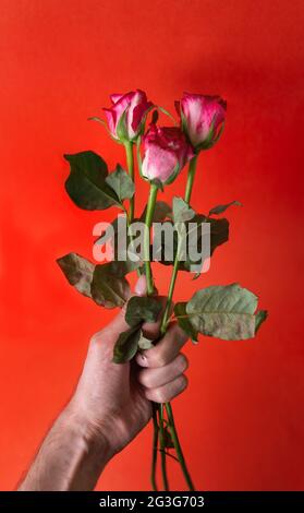 bouquet of three roses in a man's hand Stock Photo