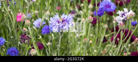 A honey bee collects nectar, pollen from a cornflower flower, long banner. Stock Photo