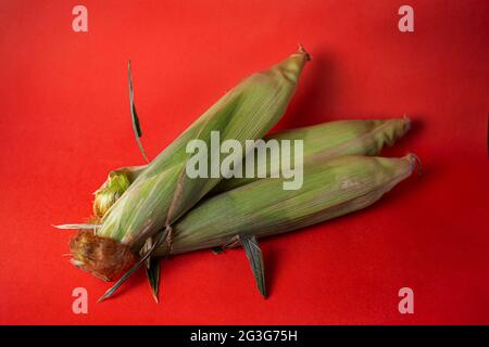 three ripe corn cobs in foliage on a red background. Stock Photo