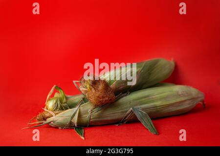 Fresh Organic corn cobs on red background. Stock Photo