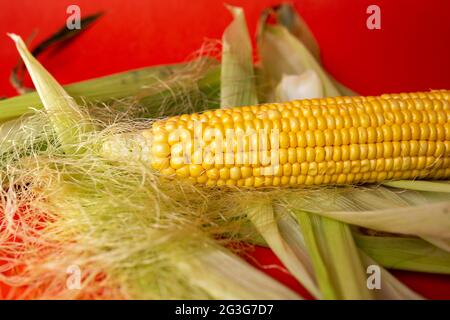 Fresh Organic corn cobs on red background Stock Photo