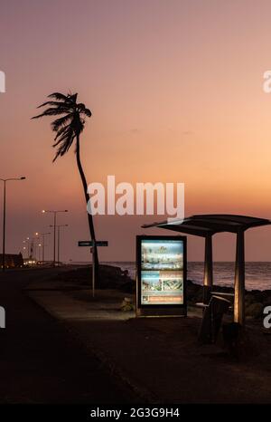Bus shelter and palm tree on Avenida Santander, Cartagena de Indias, Colombia. Stock Photo