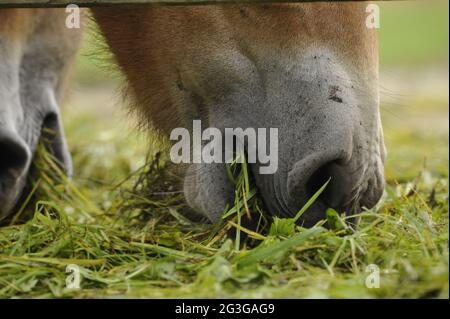 Przewalski's horse (Equus ferus przewalskii) Mare with foal Stock Photo