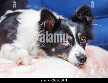 Pretty black and white dog looks into shot with trust Stock Photo