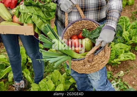Crop harvesters with fresh vegetables in box and wicker basket Stock Photo
