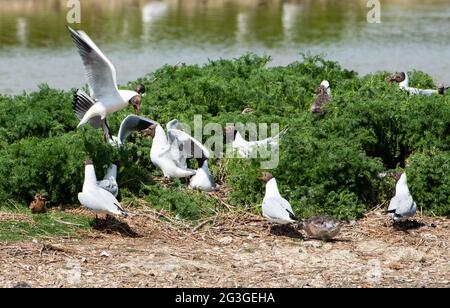 Black-headed gulls fight to protect their nests from the other gulls in a nesting colony at RSPB's Leighton Moss Nature Reserve, Silverdale, Lancashir Stock Photo