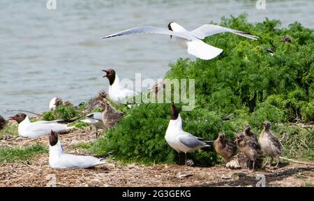 Black-headed gulls fight to protect their nests from the other gulls in a nesting colony at RSPB's Leighton Moss Nature Reserve, Silverdale, Lancashir Stock Photo