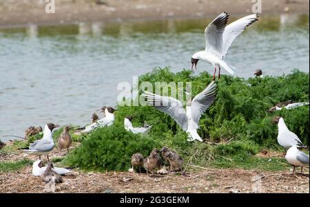 Black-headed gulls fight to protect their nests from the other gulls in a nesting colony at RSPB's Leighton Moss Nature Reserve, Silverdale, Lancashir Stock Photo