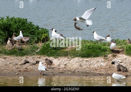 Black-headed gulls fight to protect their nests from the other gulls in a nesting colony at RSPB's Leighton Moss Nature Reserve, Silverdale, Lancashir Stock Photo