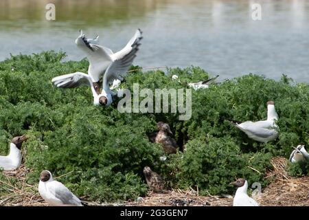 Black-headed gulls fight to protect their nests from the other gulls in a nesting colony at RSPB's Leighton Moss Nature Reserve, Silverdale, Lancashir Stock Photo