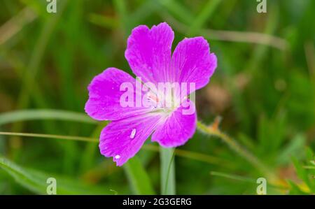 Bloody cranesbill, Arnside, Milnthorpe, Cumbria, UK Stock Photo