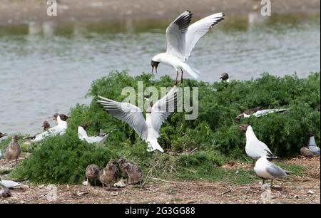 Black-headed gulls fight to protect their nests from the other gulls in a nesting colony at RSPB's Leighton Moss Nature Reserve, Silverdale, Lancashir Stock Photo