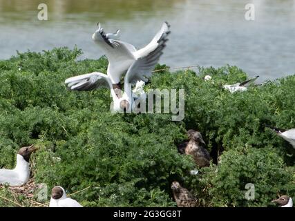 Black-headed gulls fight to protect their nests from the other gulls in a nesting colony at RSPB's Leighton Moss Nature Reserve, Silverdale, Lancashir Stock Photo