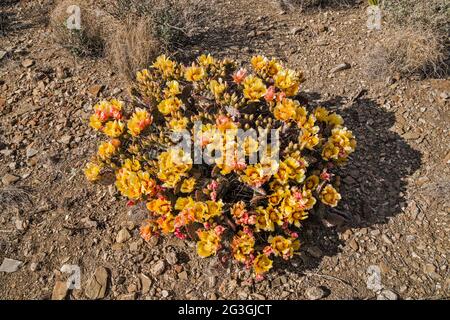 Prickly pear cactus in bloom, near McGuirks Tanks campsite, El Solitario area, Big Bend Ranch State Park, Texas, USA Stock Photo