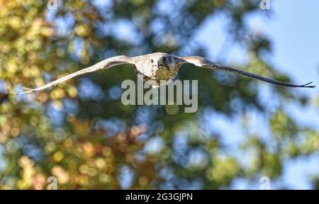 Saker falcon in flight. Falco cherrug. Stock Photo