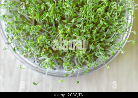 Cress cultivation at home. Glass bowl filled with water and sprouts germinating from the seedlings. Top view. Stock Photo