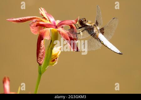 Dragonfly Male Libellula depressa, the broad-bodied chaser or broad-bodied darter on Louisiana Iris 'Little Cajun flower close-up terracotta red flower Stock Photo