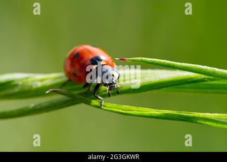 Little Ladybird at morning on green leaf. Stock Photo