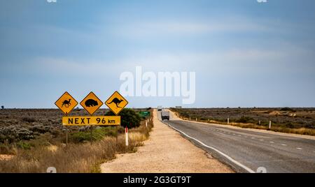 Crossing notice for camels, wombats and kangaroos on Eyre Highway on the Far West Coast of South Australia near the Nullarbor roadhouse Stock Photo