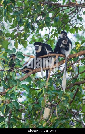 Black-and-white Colobus - Colobus guereza, beautiful black and white primate from African forests and woodlands, Harenna forest, Ethiopia. Stock Photo