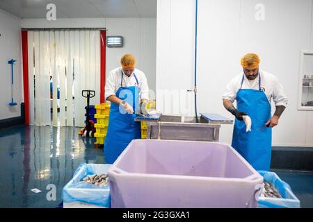 Fish Processing at Grimsby Fish Market, Grimsby Docks,  Uk Fishing Stock Photo