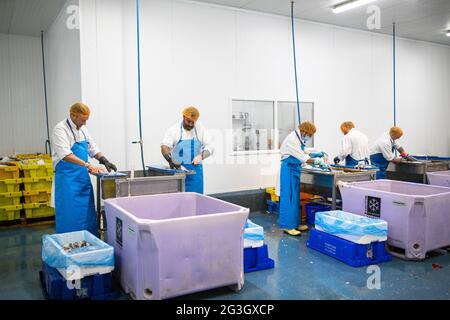 Fish Processing at Grimsby Fish Market, Grimsby Docks,  Uk Fishing Stock Photo