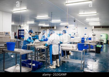 Fish Processing at Grimsby Fish Market, Grimsby Docks,  Uk Fishing Stock Photo