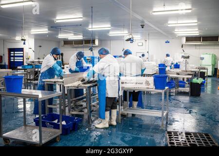 Fish Processing at Grimsby Fish Market, Grimsby Docks,  Uk Fishing Stock Photo